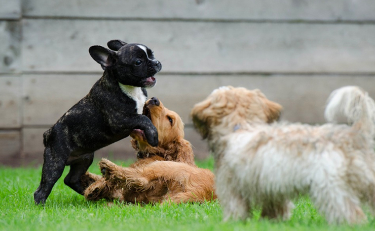 Cachorros de Curitiba são diagnosticados com Covid-19; os donos dos animais tiveram a doença 