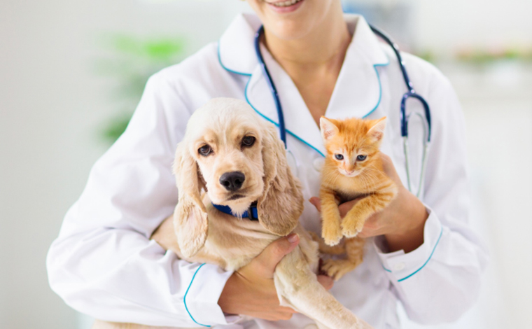 Empresa de Sete Lagoas oferece vaga de estágio em Medicina Veterinária