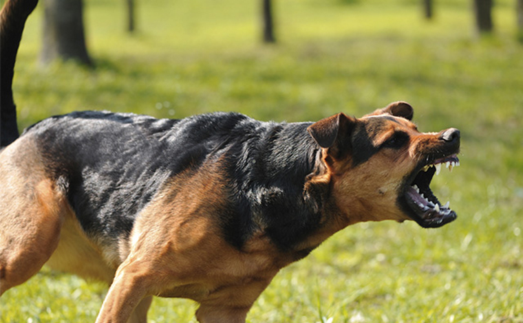 Adolescente tenta fugir de cachorro e morre atropelado por caminhão no interior de Minas Gerais 