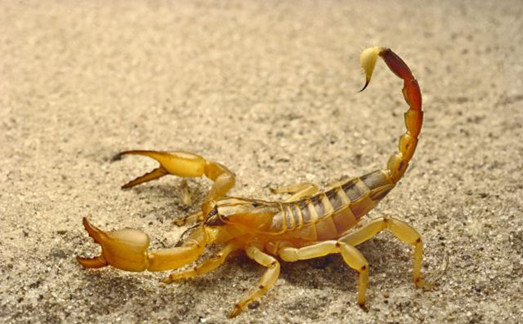 Jovem ‘coleciona’ 80 mil escorpiões e vende cada grama de veneno por R$ 51 mil