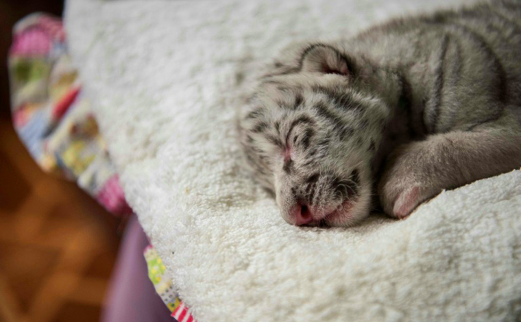 Tigresa branca, em risco de extinção, nasce em cativeiro na Nicarágua; veja fotos