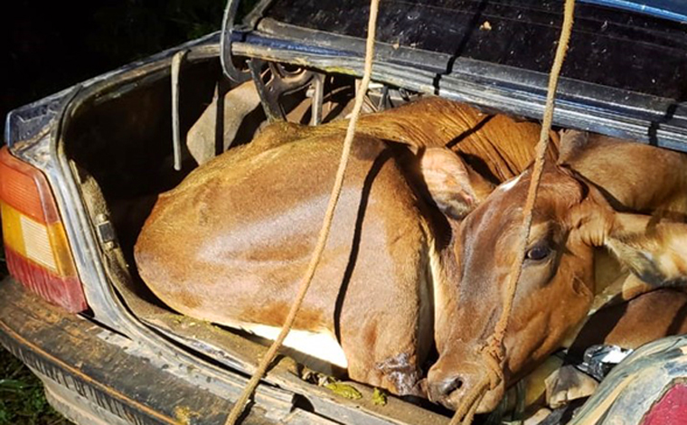 Bezerro e novilha são encontrados amarrados dentro de carro após furto na zona rural de Campestre