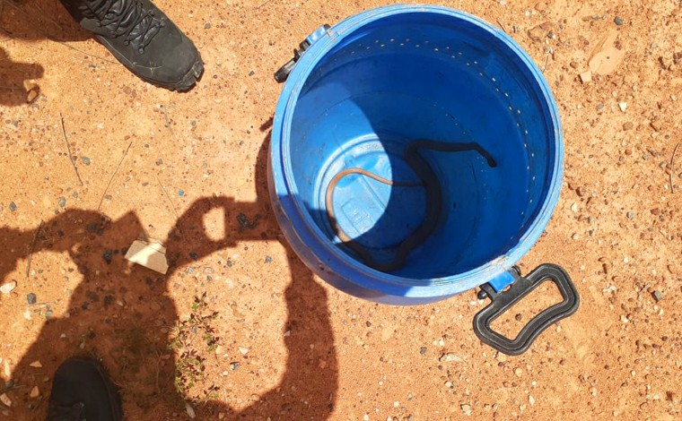 Foto: DivulgaÃ§Ã£o/CBMMG - Na Ãºltima quarta-feira (3), um motociclista levou um susto ao encontrar uma cobra da mesma espÃ©cie enrolada no guidÃ£o do veÃ­culo. A serpente media 1,20 metro e tambÃ©m foi capturada pelos bombeiros