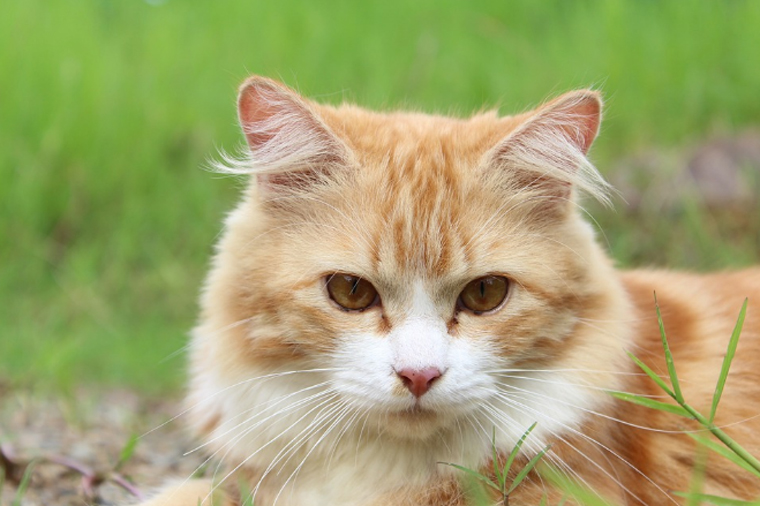 Gata diagnosticada com Covid-19 morre após complicações da doença em Caxias do Sul