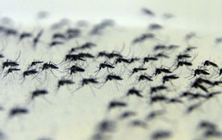 Conselho pede que novos secretários mantenham ação contra Aedes aegypti