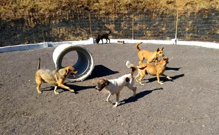 Zoonoses de Sete Lagoas ganha cercamento e terá canil ampliado