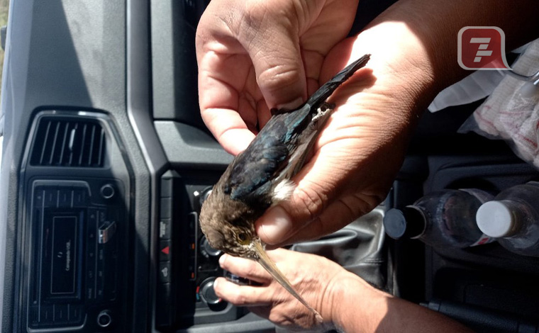 Motociclista tem garganta perfurada por pássaro e percorre 9 km com animal no pescoço até ter ajuda