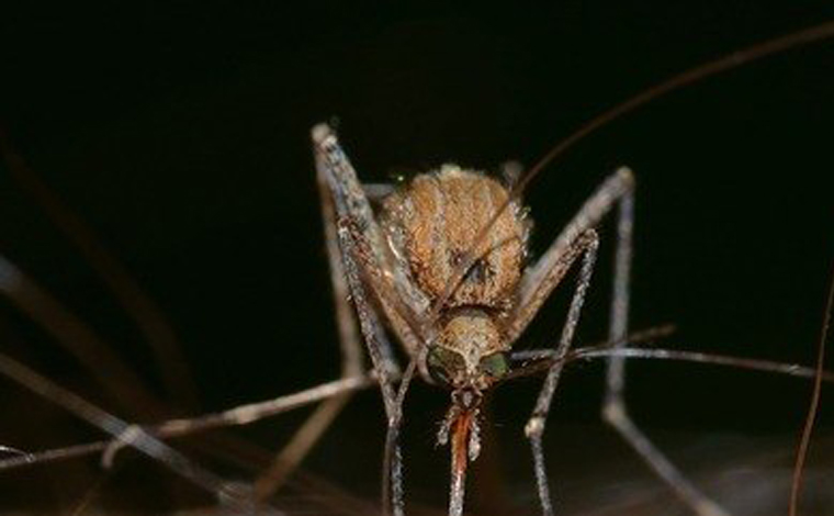 Vírus do Nilo Ocidental é detectado pela primeira vez em Minas Gerais