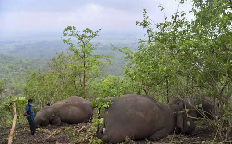 Raio pode ter matado 18 elefantes em reserva florestal na Índia