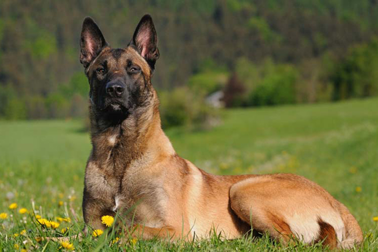 Estudo aponta que cães farejadores são quase tão eficazes quanto teste PCR na detecção de Covid-19