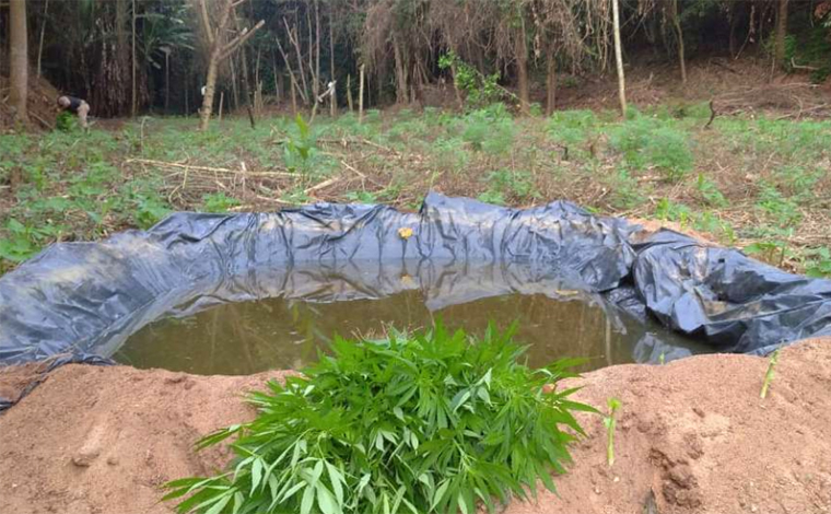 Polícia encontra plantação com cerca de 5 mil pés de maconha em mata do interior de Minas