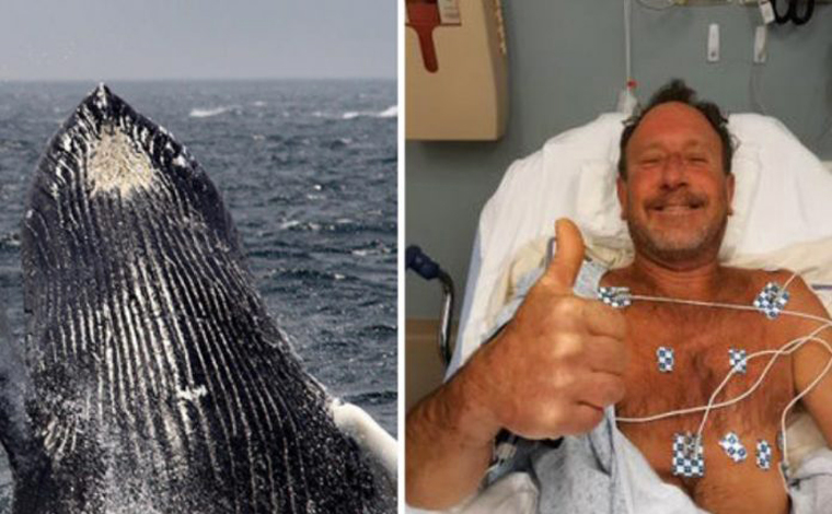 Homem sobrevive após ser totalmente engolido por baleia-jubarte durante mergulho