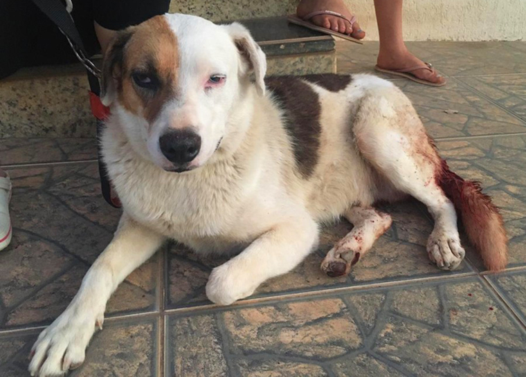 Homem é preso suspeito de tentar castrar cachorro violentamente no interior de Minas
